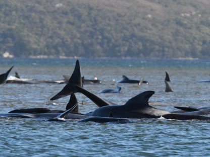 【视频】澳洲海岸大批鲸鱼搁浅、90头恐已死亡 当局抢救中