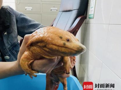 罕见!旭水河四川自贡发现金色娃娃鱼,,,,