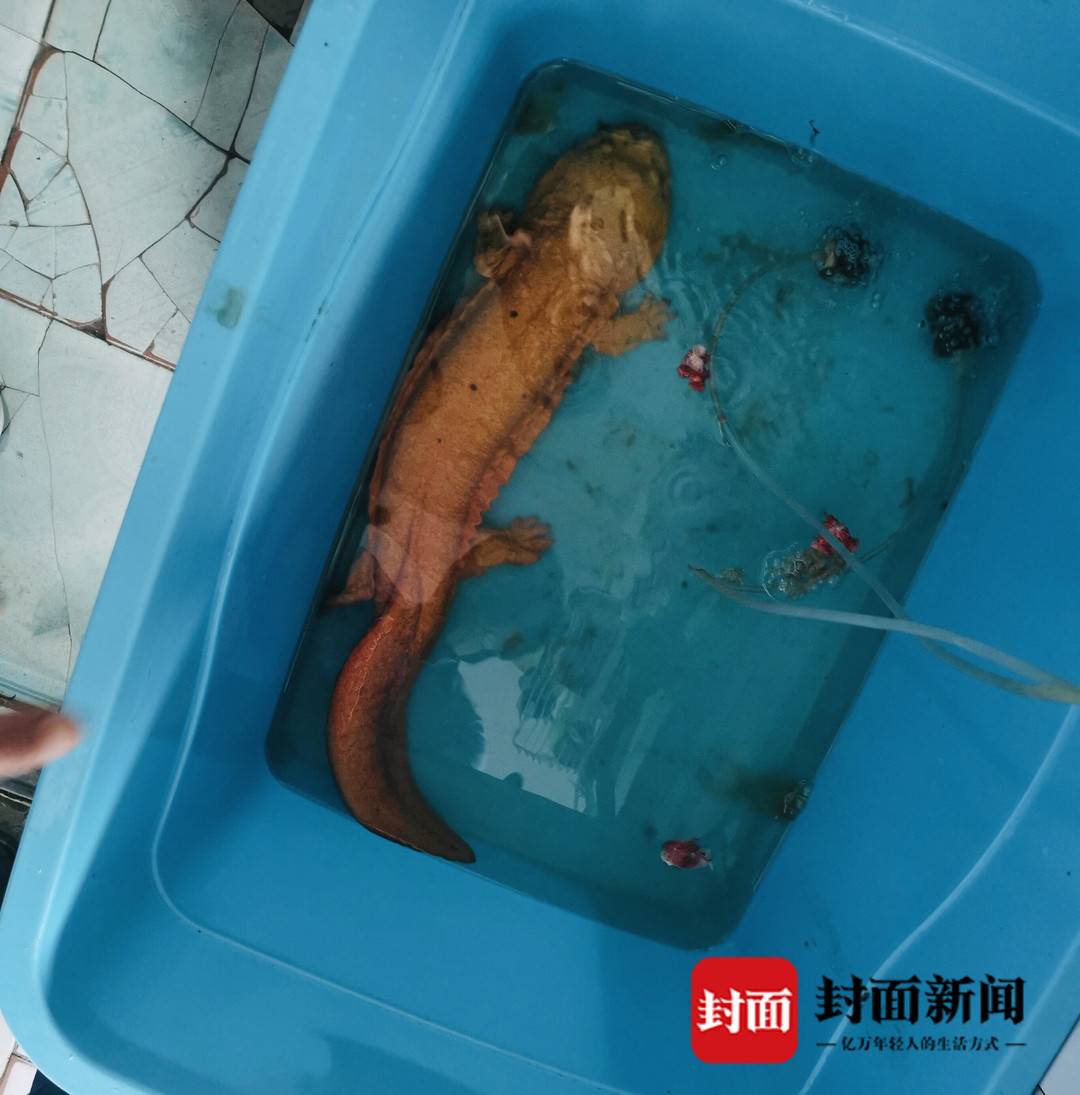 罕见!旭水河四川自贡发现金色娃娃鱼,,,,