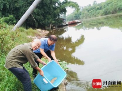 罕见!旭水河四川自贡发现金色娃娃鱼,,,,