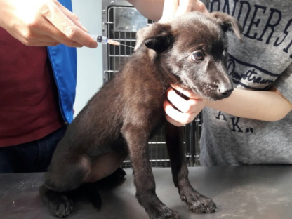 狂犬病克星?科学家找到抑制狂犬病毒的关键“开关”