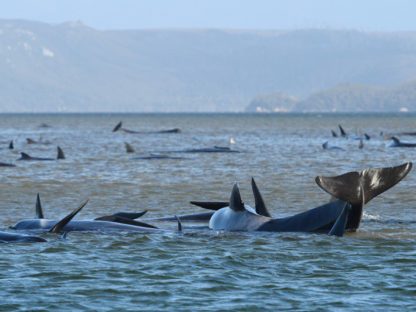 【视频】澳洲海岸大批鲸鱼搁浅、90头恐已死亡 当局抢救中