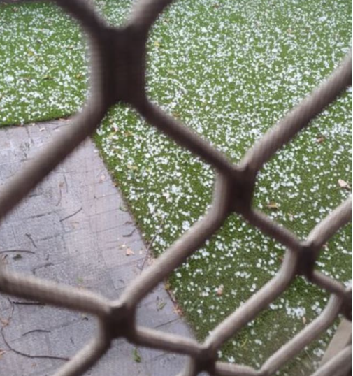 布里斯班狂风暴雨来袭!数万住户停电