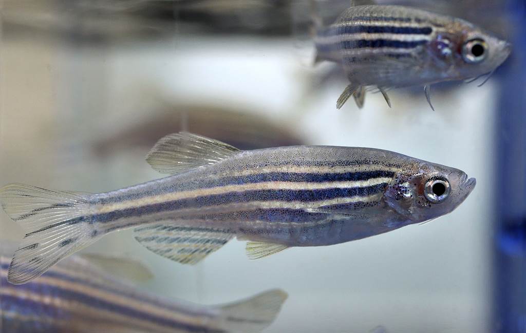 【视频】这种生物的组织快速生长能力 医界用于伤口治疗与抗疤研究