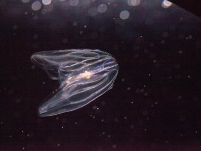 前所未见 美科学家在深海发现新的胶状动物