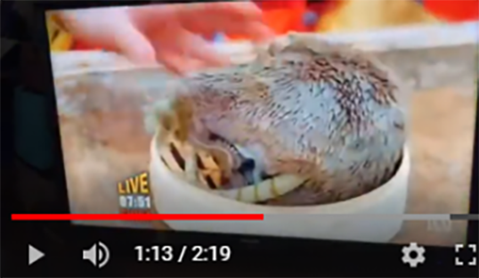 华人暴怒!澳洲儿童节目指中国人吃老鼠蟑螂头发长大