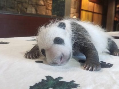 华府小熊猫满百日新名揭晓「小奇迹」 - 1688澳洲新闻网- 澳洲今日最新