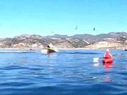 【视频】惊险影片曝光! 2游客海上划独木舟 竟遭座头鲸一口连船吞下