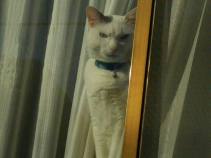 爱猫站窗边「皱眉怒瞪」迎接主人下班 网笑疯:杀气很重