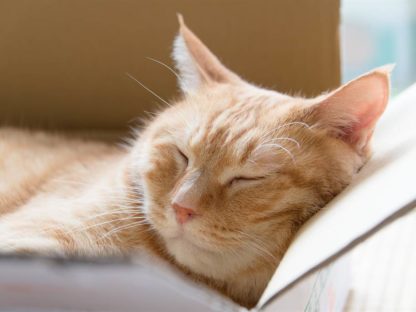 爱猫站窗边「皱眉怒瞪」迎接主人下班 网笑疯:杀气很重