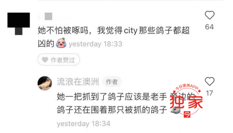 网曝中国大妈澳洲CBD“溜鸽子”,给鸽子拴绳狂飞,被批“满世界丢人”