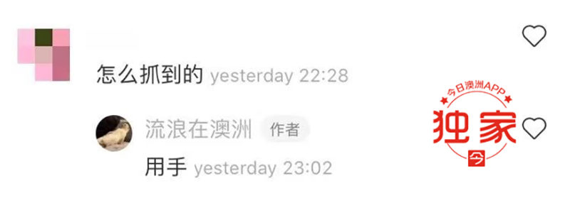 网曝中国大妈澳洲CBD“溜鸽子”,给鸽子拴绳狂飞,被批“满世界丢人”