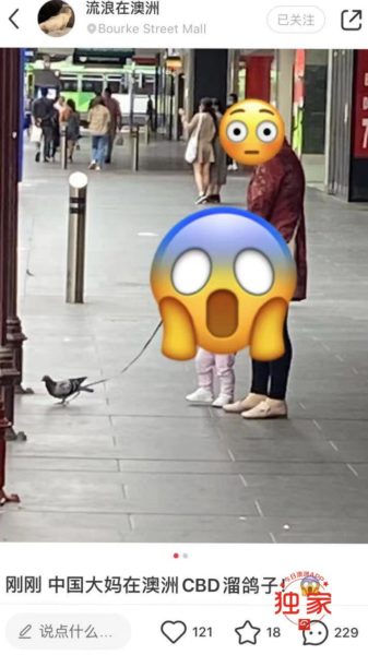 网曝中国大妈澳洲CBD“溜鸽子”,给鸽子拴绳狂飞,被批“满世界丢人”