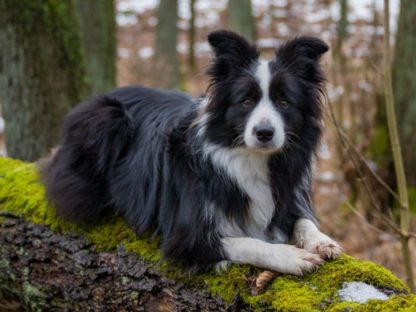 美国老人去世后将遗产留给爱犬 价值5百万美元