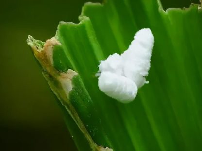 【视频】摄影师晒照亚马逊雨林疗愈小生物 网笑:爆米花不要跑