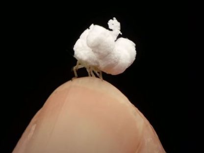 【视频】摄影师晒照亚马逊雨林疗愈小生物 网笑:爆米花不要跑