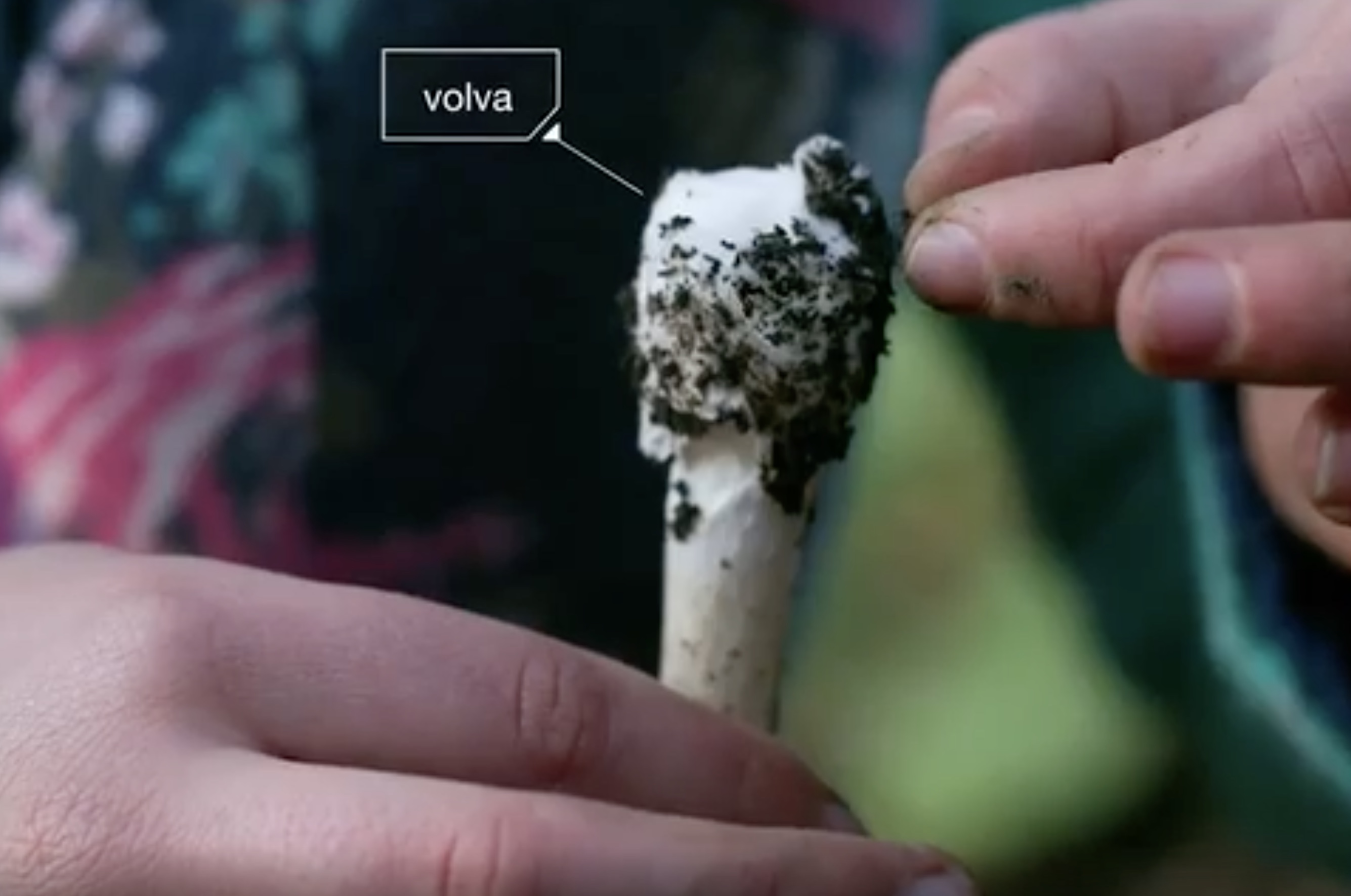 澳洲1年400人误食:世界级剧毒「死帽菇」1朵就要你命!