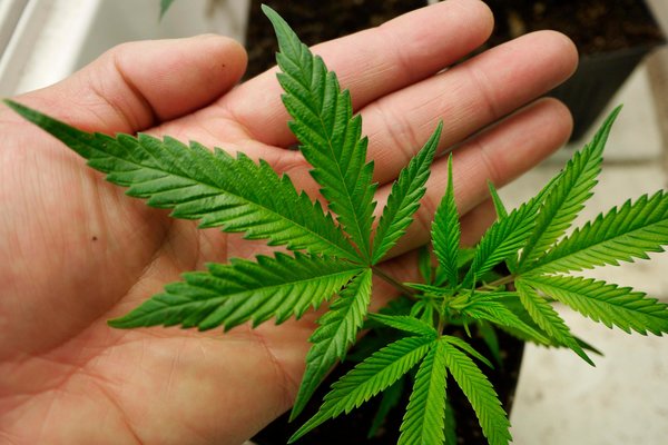大麻是抗疫神药?芝加哥大研究称其能抑新冠复制