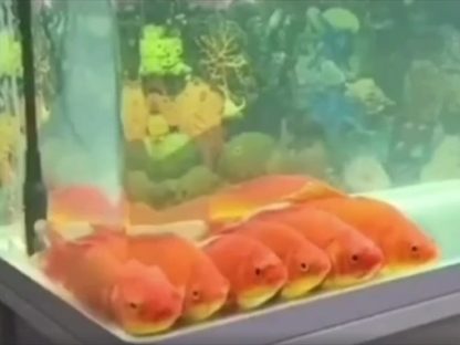 金鱼并排“看电视”?网笑:7秒记忆看了个寂寞