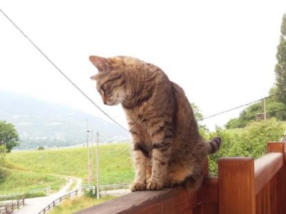 意发现猫感染新冠变异病毒 药管局建议发展自主疫苗