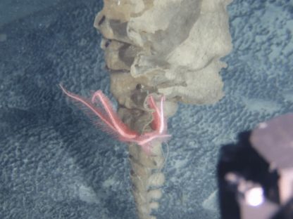 90后女博士为深海新物种起名“派大星”