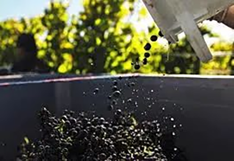 被中国抛弃后:全球最好的红酒在澳洲20澳元就能搞定
