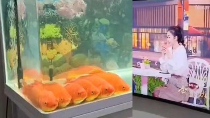 金鱼并排“看电视”?网笑:7秒记忆看了个寂寞