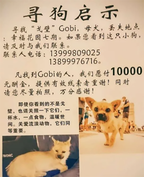 一只中国流浪狗因为一个澳洲人,竟成世界顶流,英国皇室抢着合影