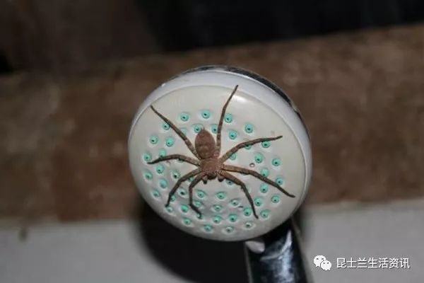 澳洲美女竟有如此奇葩请求!“快!把你家的毒蜘蛛给我!个儿越大!毛儿越多越好!”