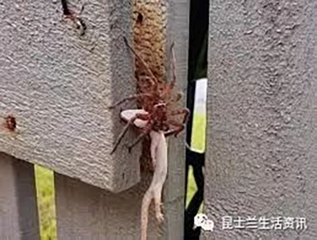 澳洲美女竟有如此奇葩请求!“快!把你家的毒蜘蛛给我!个儿越大!毛儿越多越好!”