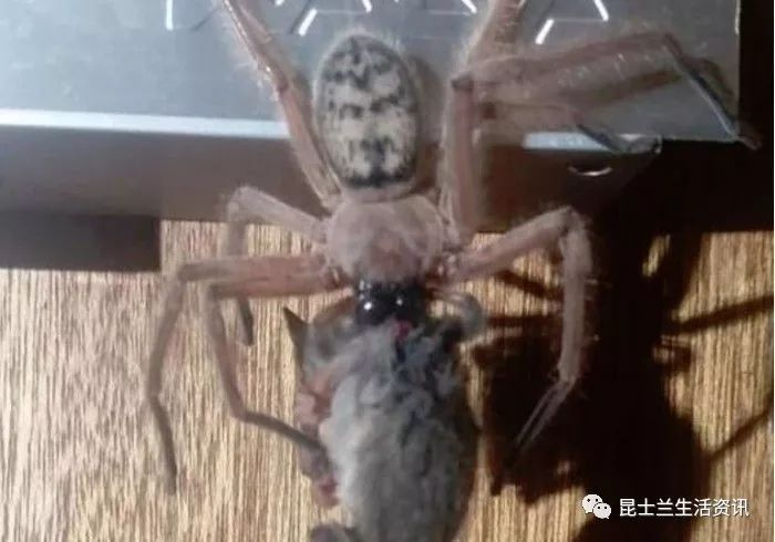 澳洲美女竟有如此奇葩请求!“快!把你家的毒蜘蛛给我!个儿越大!毛儿越多越好!”