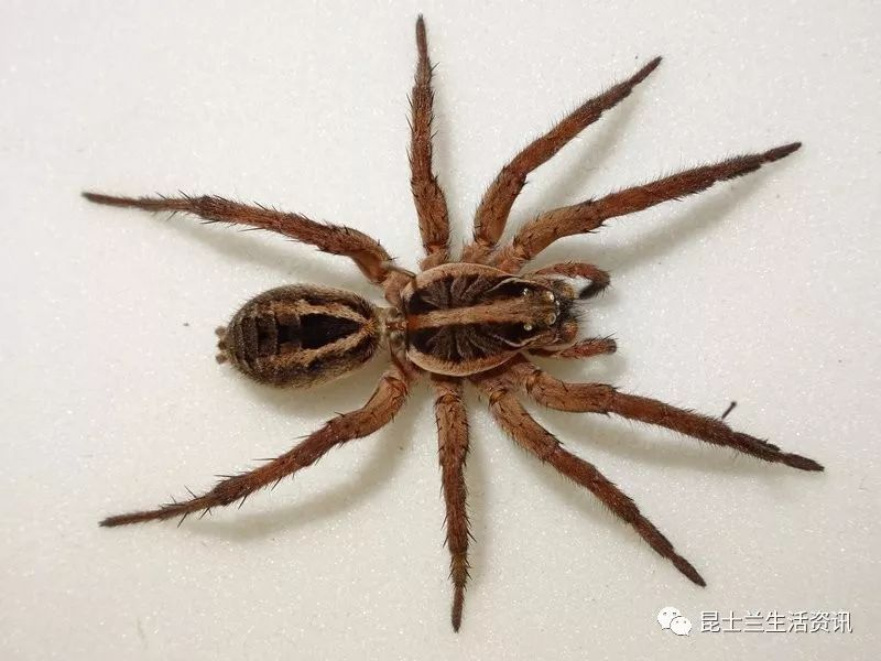 澳洲美女竟有如此奇葩请求!“快!把你家的毒蜘蛛给我!个儿越大!毛儿越多越好!”