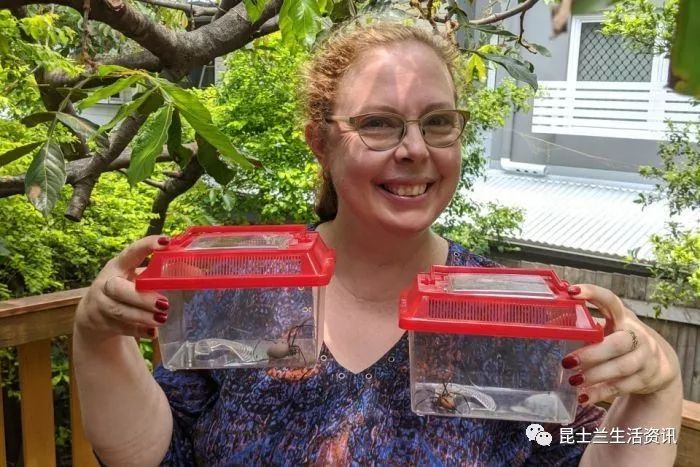 澳洲美女竟有如此奇葩请求!“快!把你家的毒蜘蛛给我!个儿越大!毛儿越多越好!”