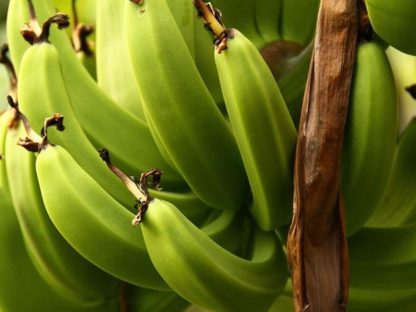澳洲香蕉很快要涨价!狂野飓风致昆州农作物损失惨重