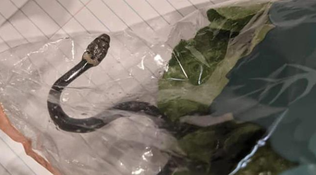 【0414晚间新闻直播】昆州15号开始疫情限制放宽;Aldi超市买的袋装生菜,里面竟然有蛇;新州最新餐馆黑名单公布,华人区某知名餐馆领罚最多