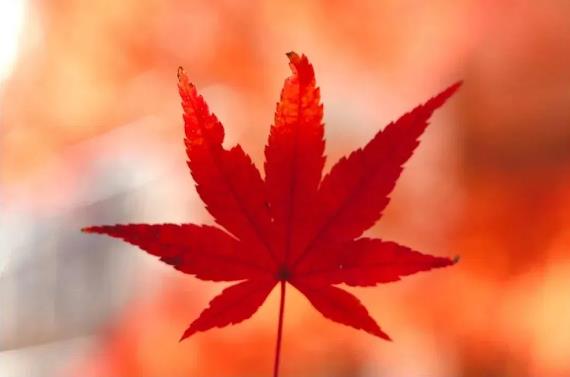 悉尼点赞收藏1W+网红赏枫小镇+枫叶阶梯,开车2H可达