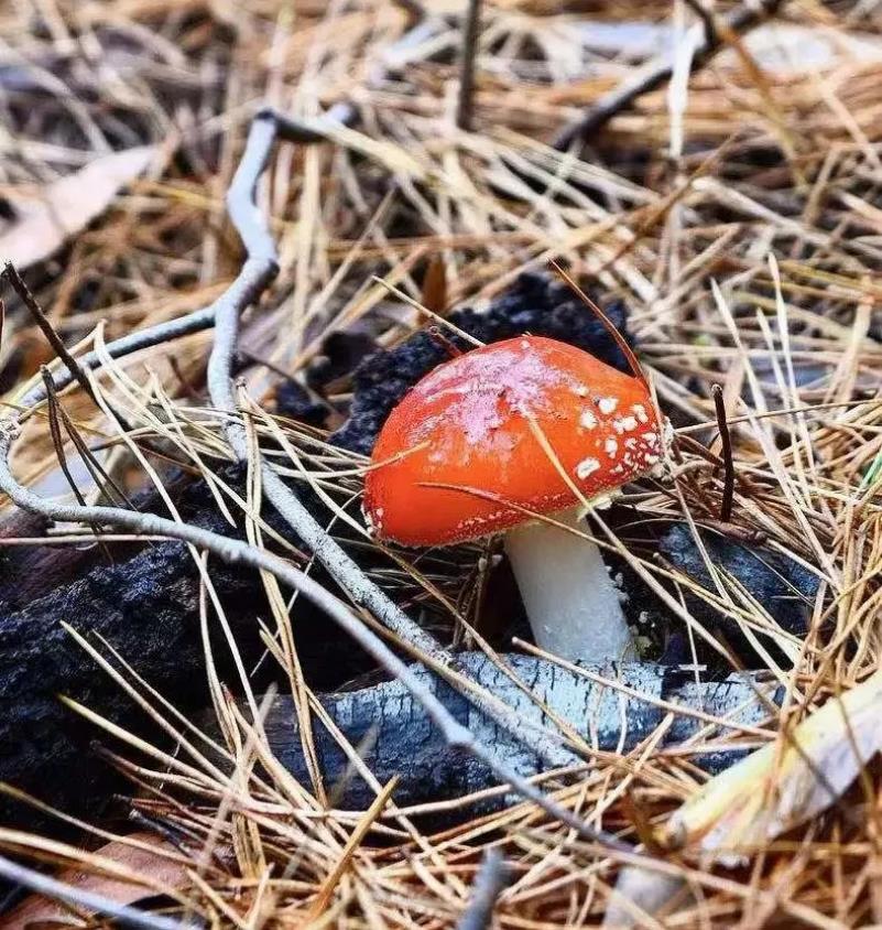 打翻油画调色盘,误入绝美金色世界!这个秋日,我和枫叶有一场浪漫的约会