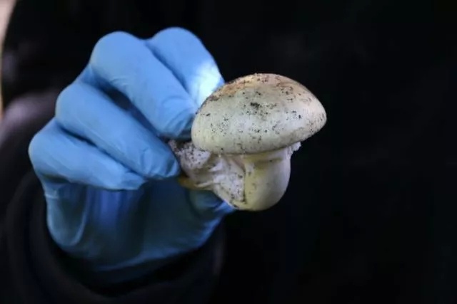 警告:今年恐迎来最危险的毒蘑菇季,尤其要警惕这两种