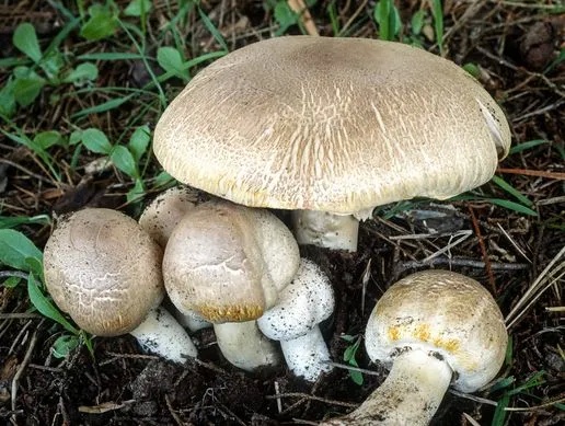 警告:今年恐迎来最危险的毒蘑菇季,尤其要警惕这两种