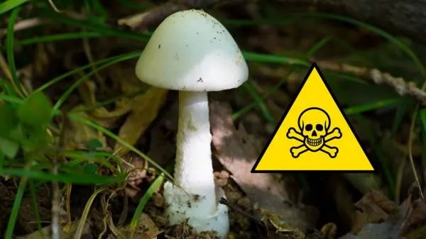 警告:今年恐迎来最危险的毒蘑菇季,尤其要警惕这两种